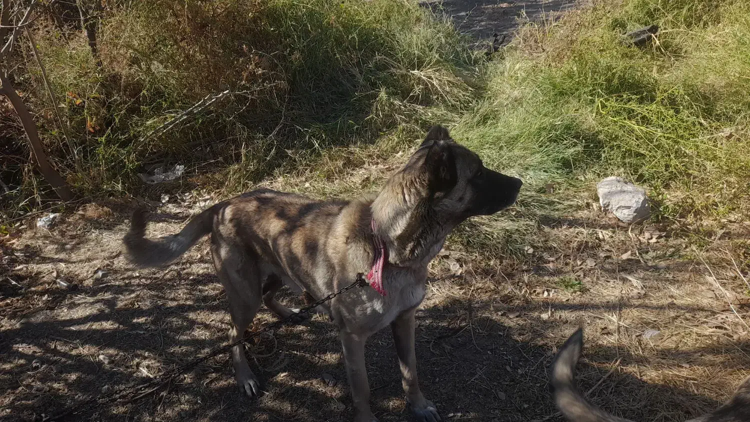 سگ ماده ۵ ساله سرابی|سگ|میانه, |دیوار