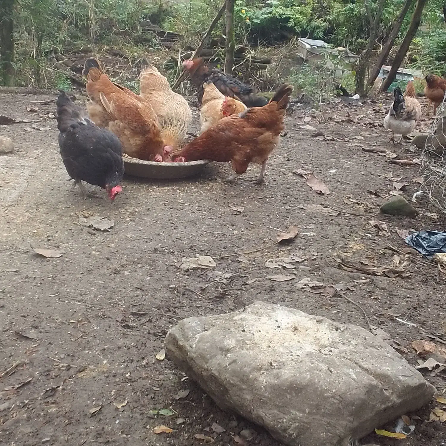 فروش مرغ محلی|حیوانات مزرعه|سیاهکل, |دیوار