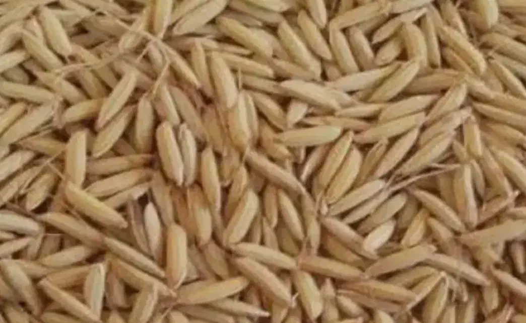 بذربرنج|حراج|بروجرد, |دیوار