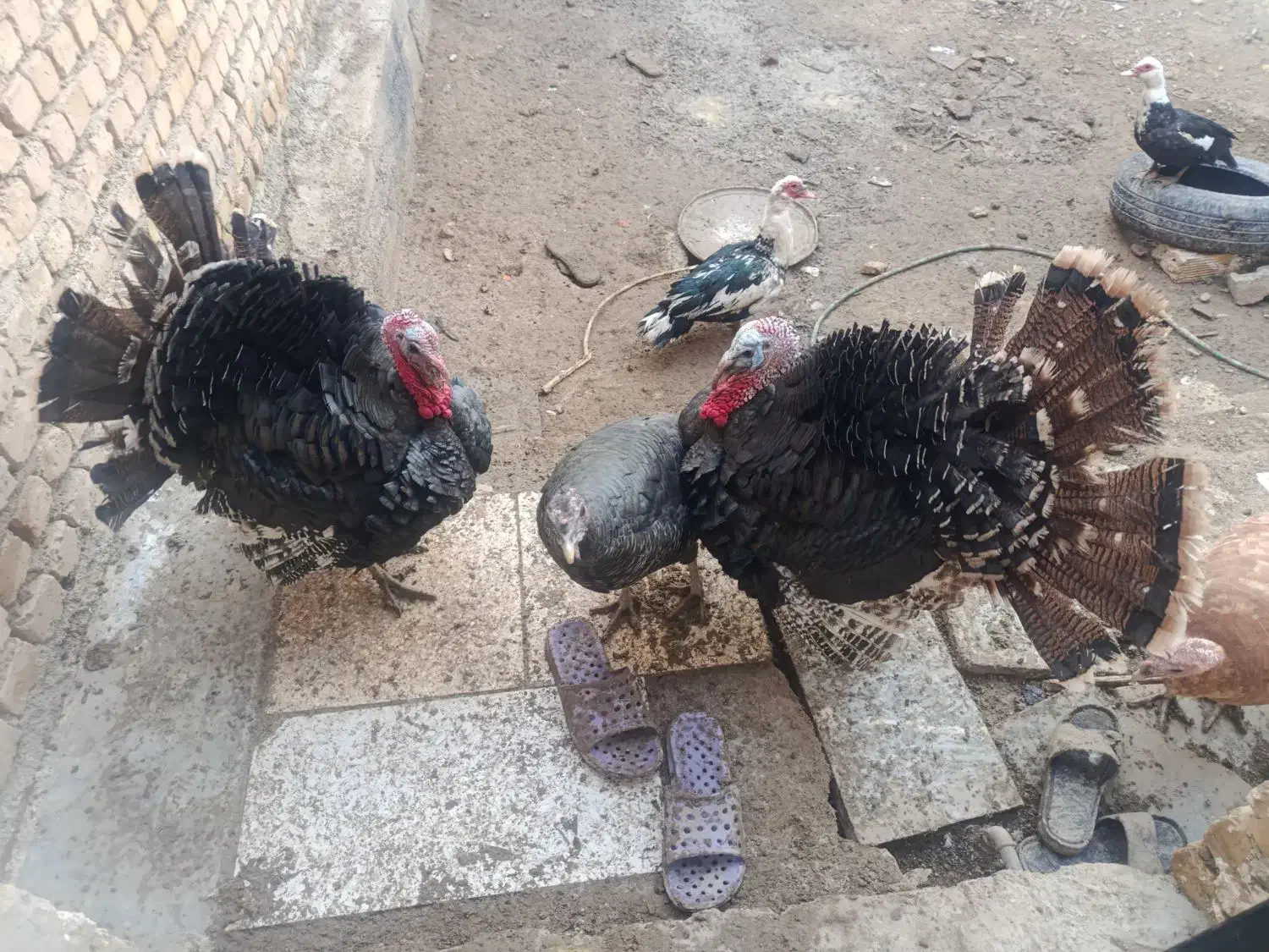 بوقلمون واردک روسی|حیوانات مزرعه|شهرکرد, |دیوار