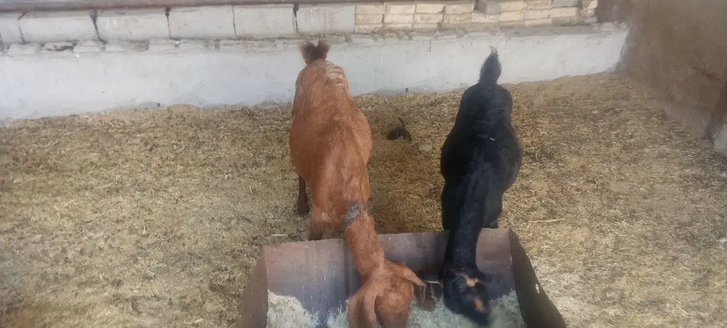 بز بزغاله 11راس|حیوانات مزرعه|پیشوا, |دیوار