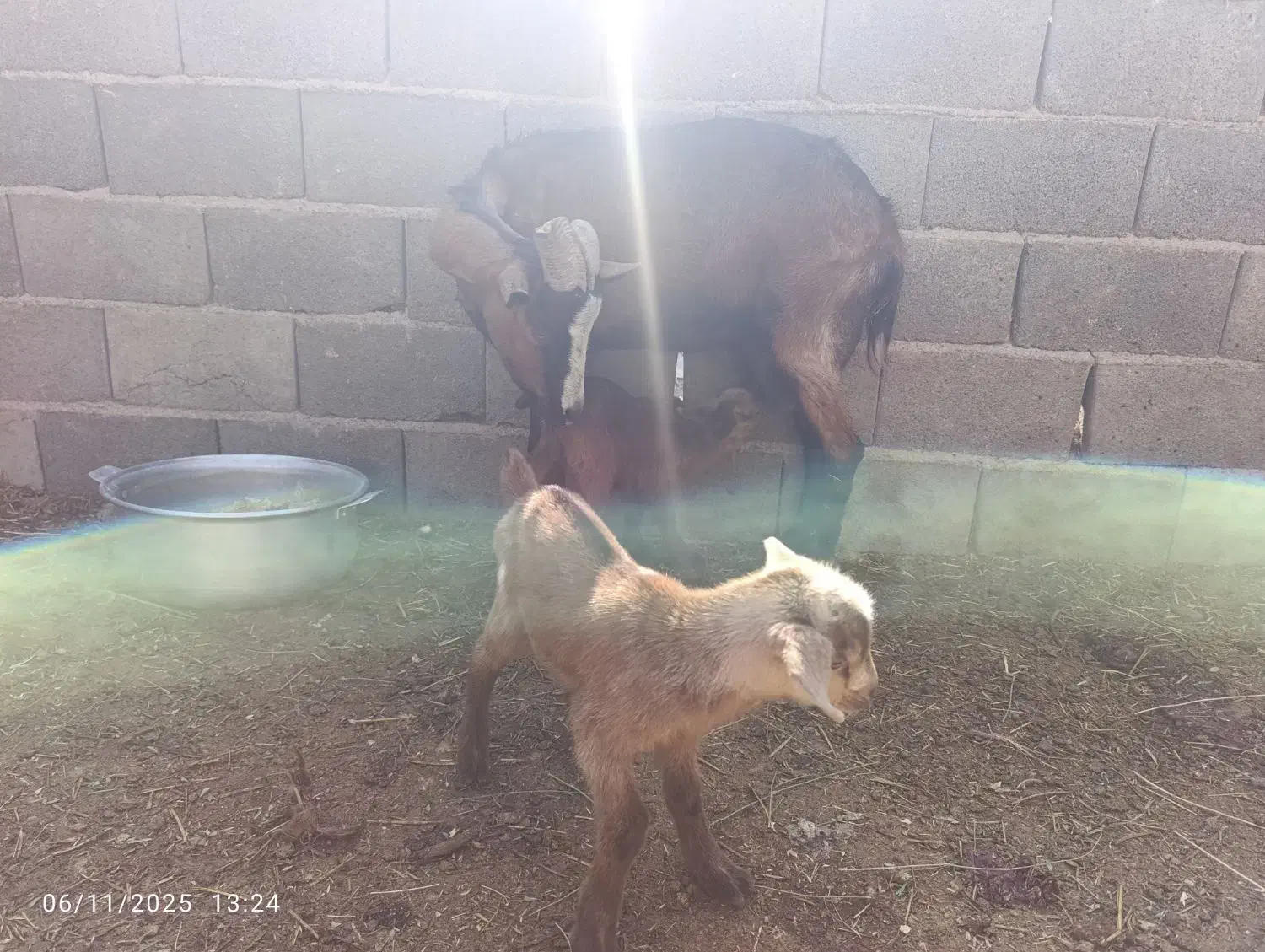 بز الپاین|حیوانات مزرعه|زارچ, |دیوار