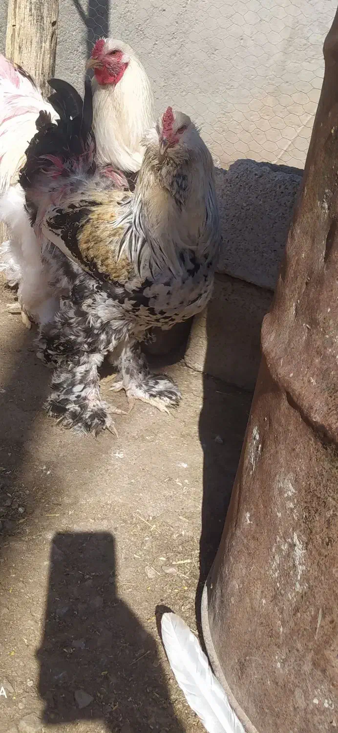 مرغ و خروس مرندی ریشو گپی|حیوانات مزرعه|روانسر, |دیوار