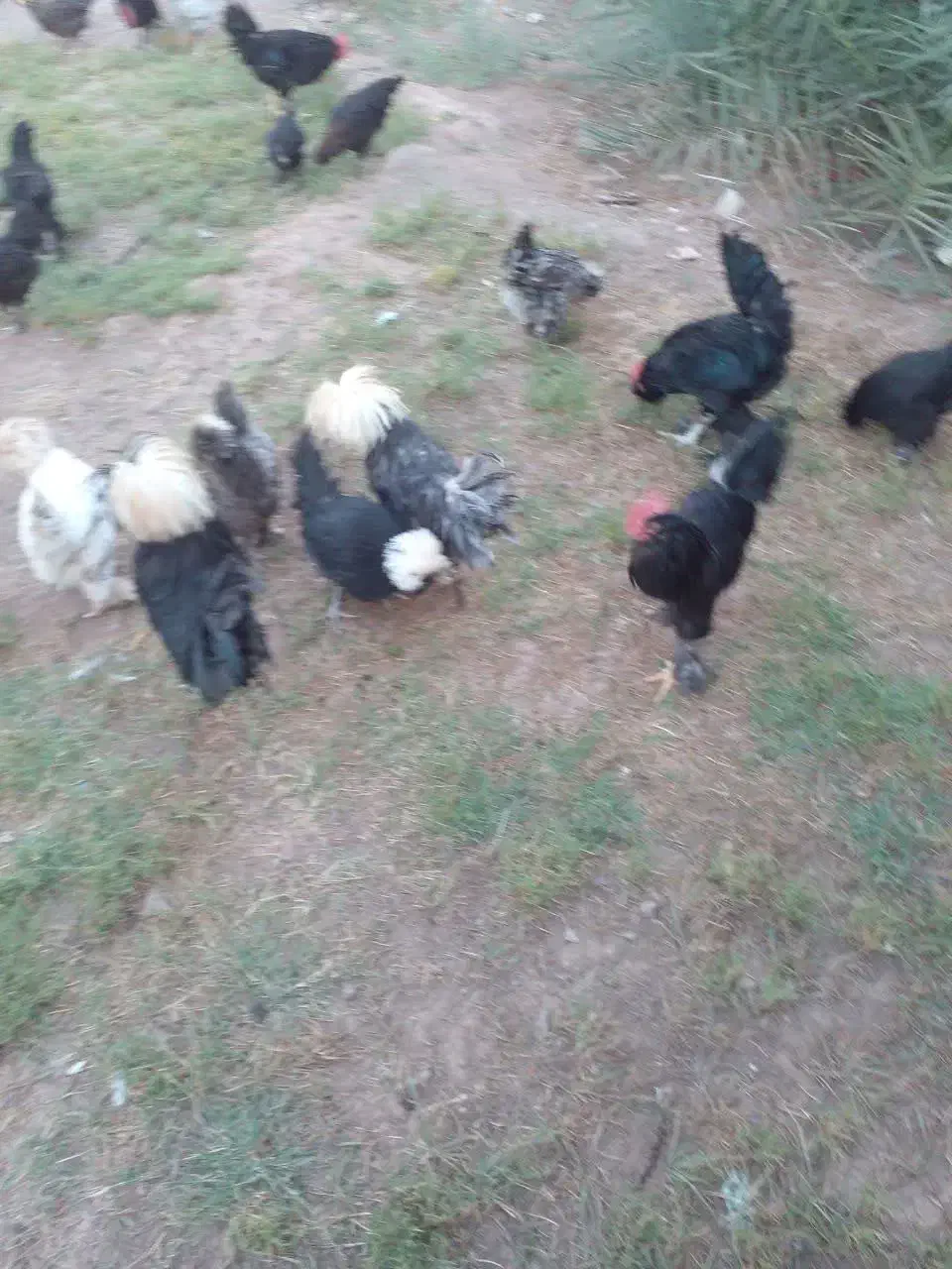 تخم مرغ نطفه دار|حیوانات مزرعه|رفسنجان, |دیوار