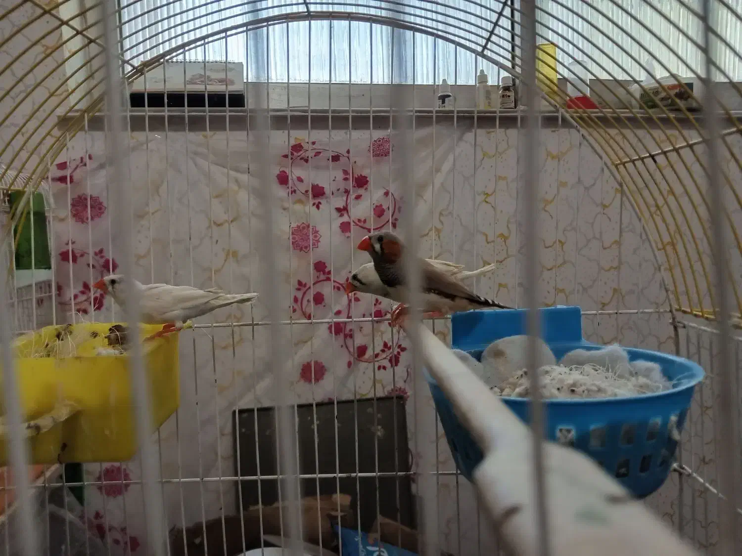 فنج جفت،فنج.اورنج،گلدین|پرنده|آستانه اشرفیه, |دیوار