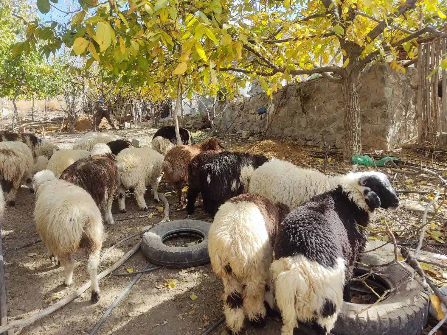 بره برای صادرات وپروار|حیوانات مزرعه|درب بهشت, |دیوار