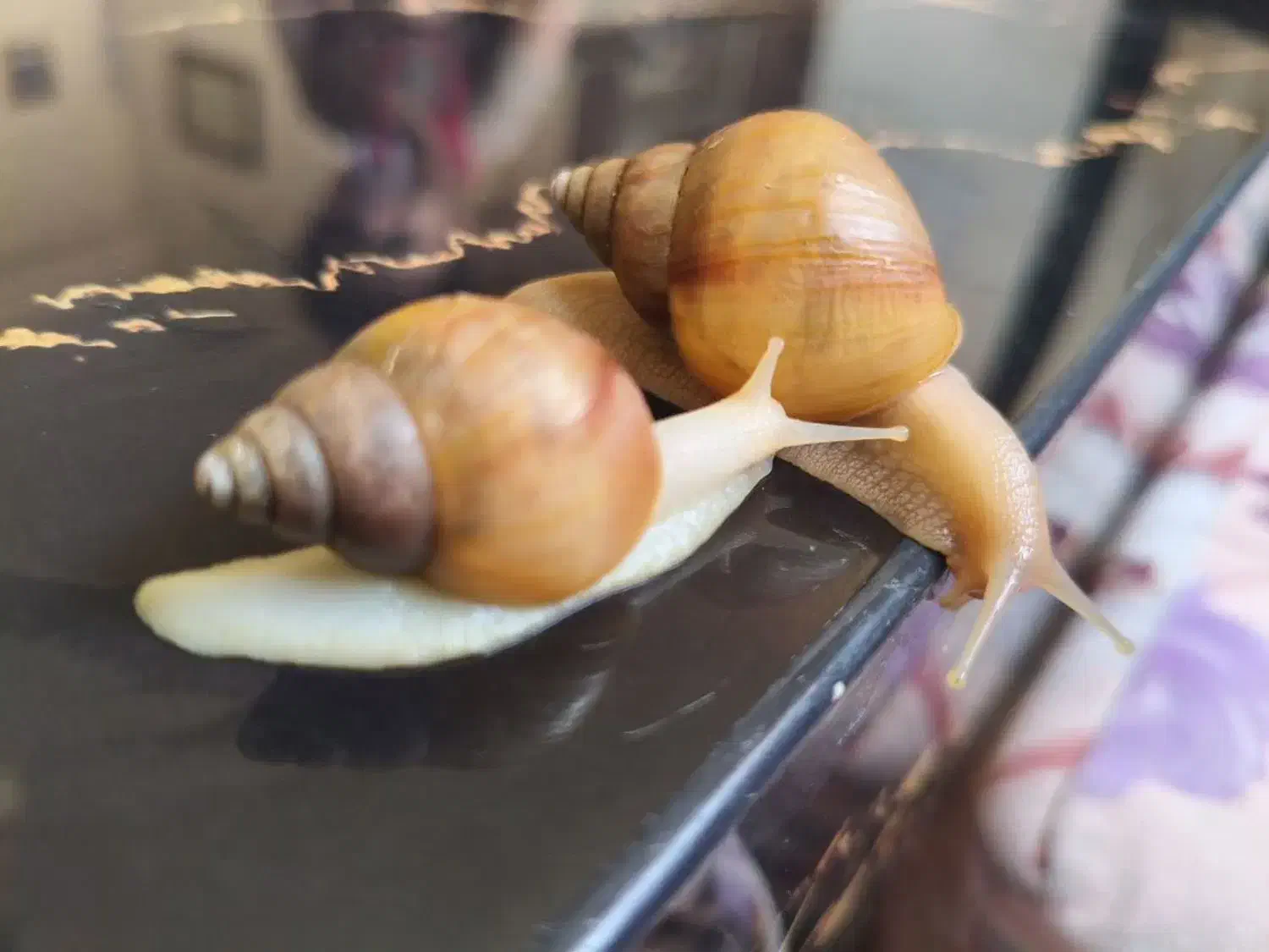 حلزون تراپی|آرایشی، بهداشتی، درمانی|بندرعباس, |دیوار