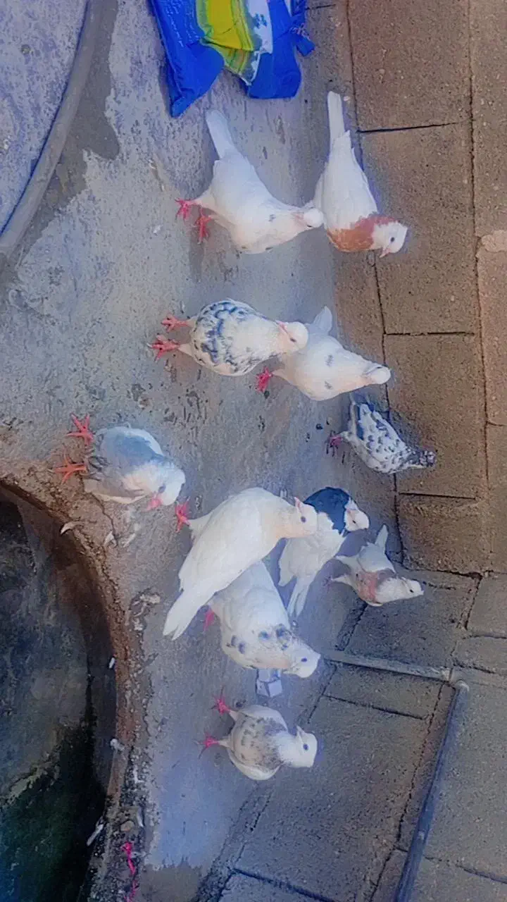 فروش طوقی و فقط فقط معاوضه با گندم یا هفت دانه|پرنده|چرام, |دیوار