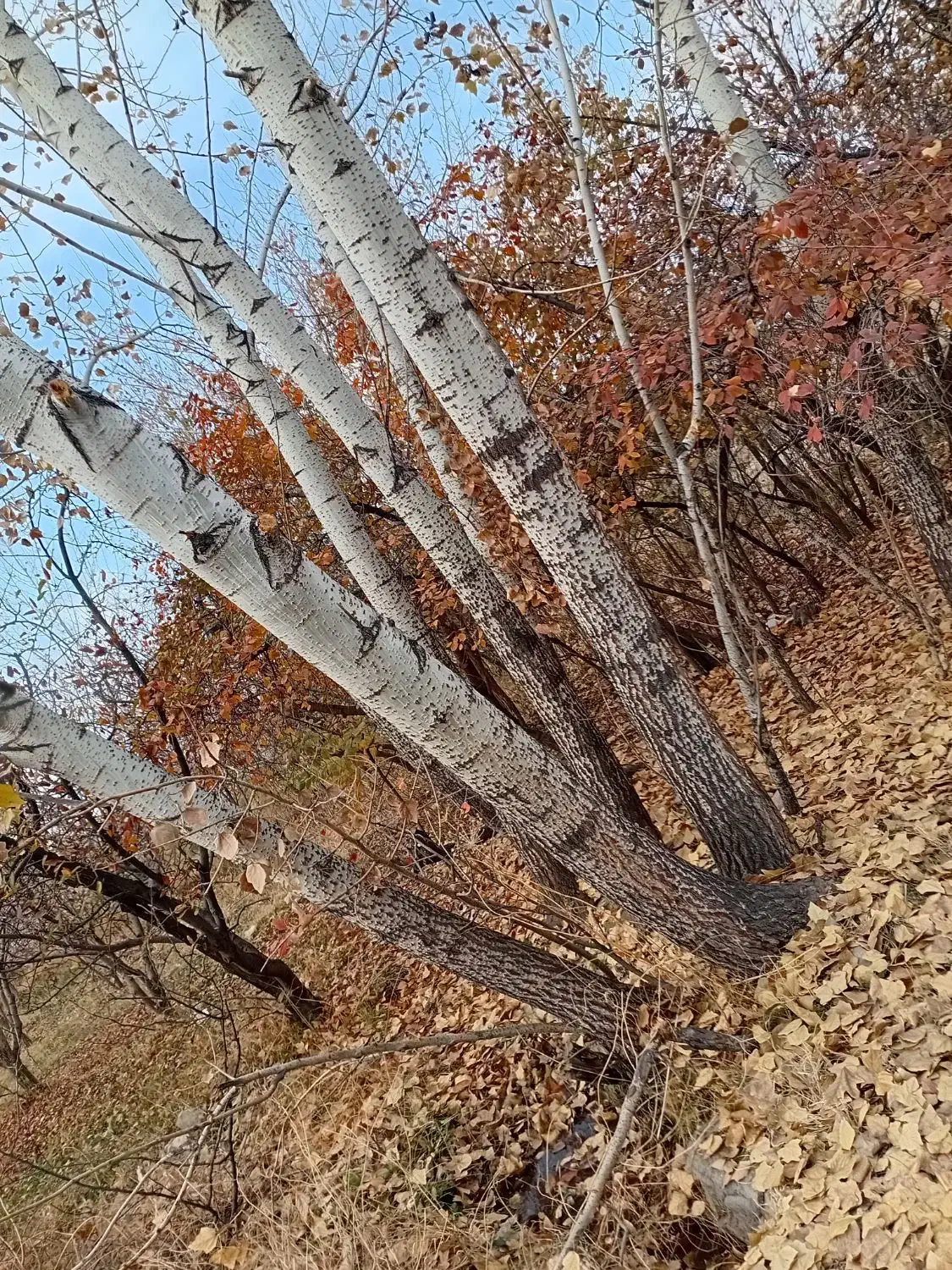 خرید چوب|خدمات باغبانی و درختکاری|مرند, |دیوار