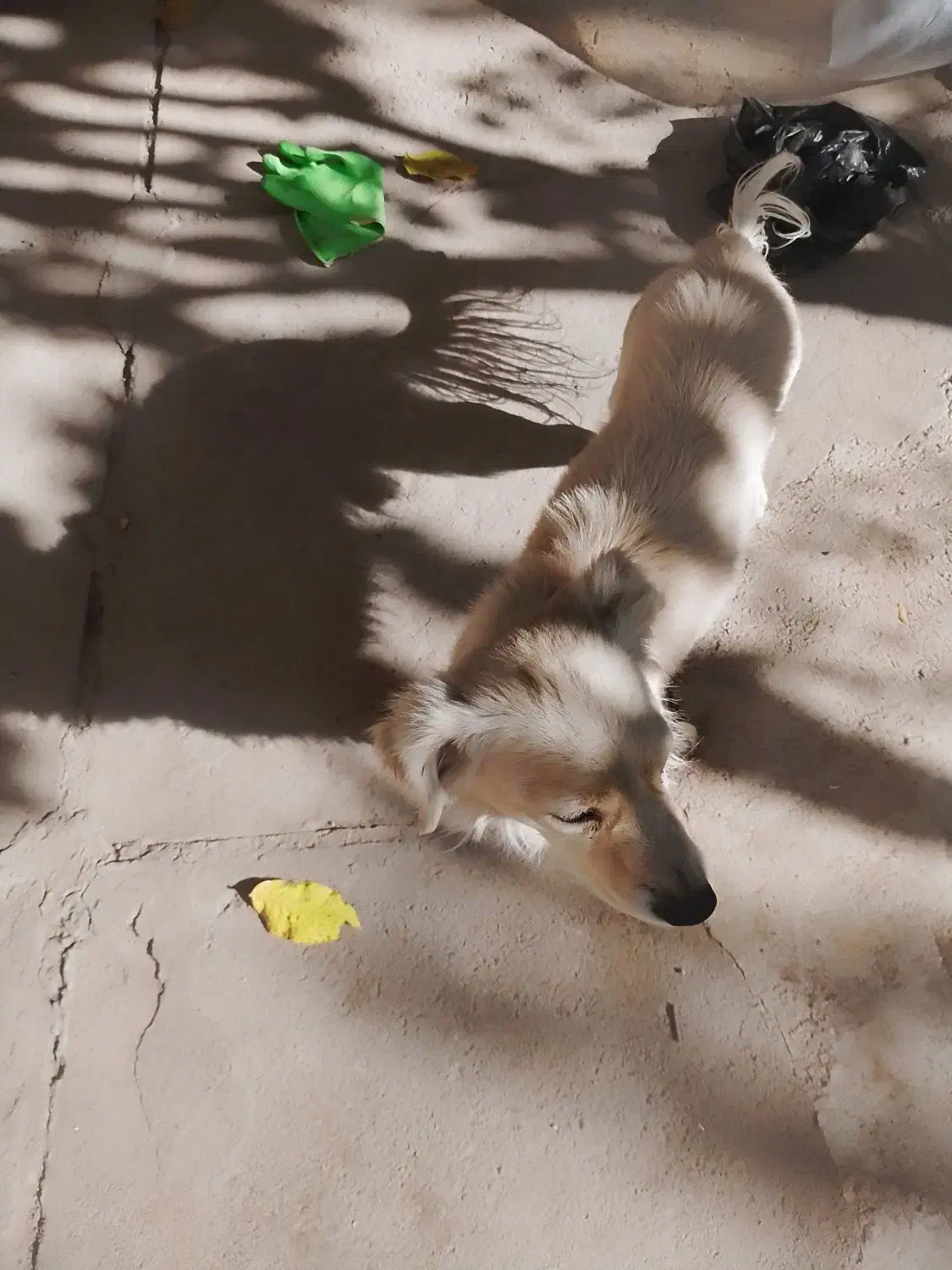 سگ پاکوتاه بدون شناسنامه|سگ|دماوند, دماوند|دیوار