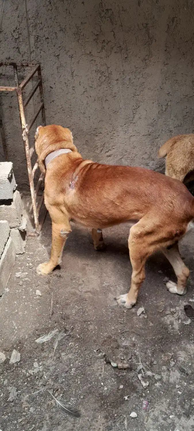 سگ افغان|سگ|نکا, |دیوار