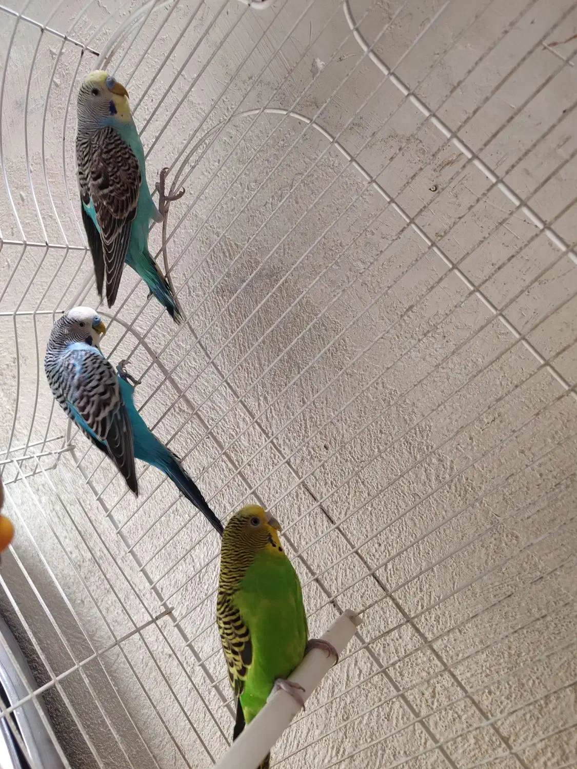 مرغ عشق|پرنده|سنقر, |دیوار