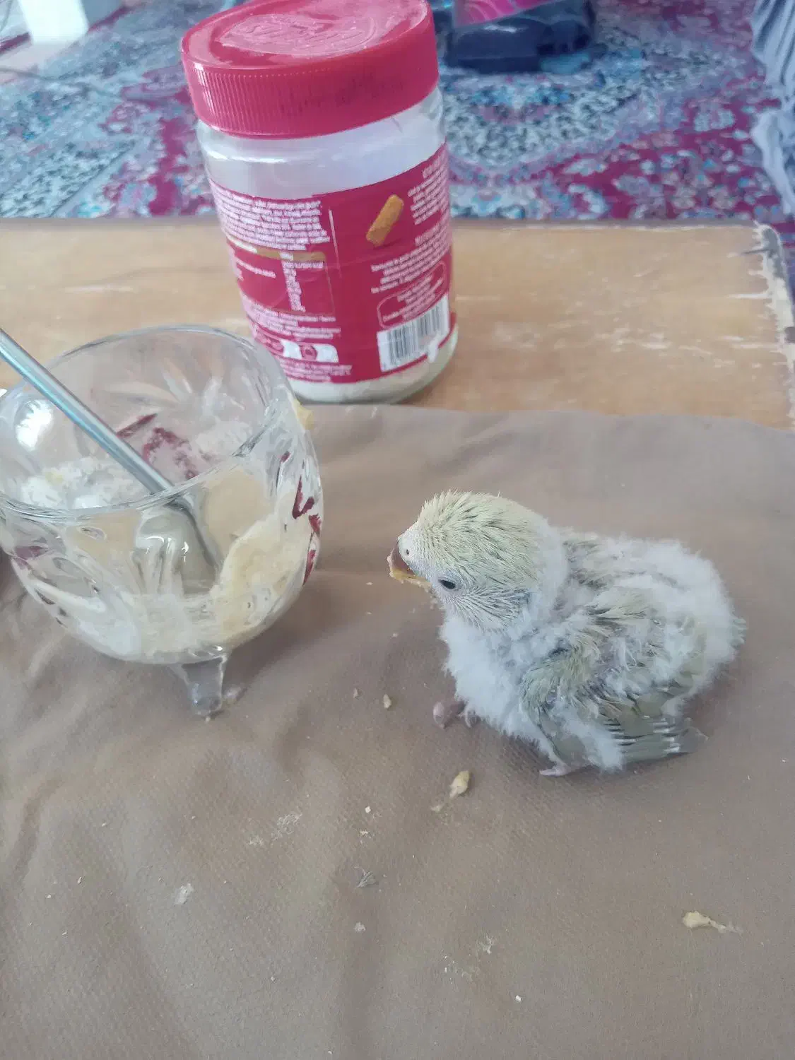 جوجه طوطی کوتوله فیشر خاص|پرنده|نجف‌آباد, کهریزسنگ|دیوار