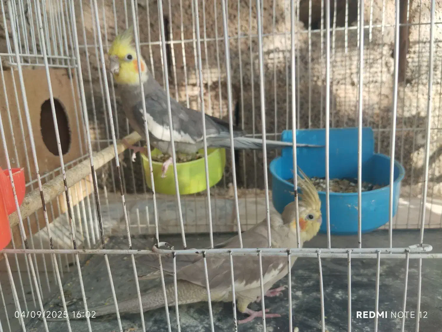 یک جفت عروس زیبا|پرنده|اسحاق آباد, |دیوار