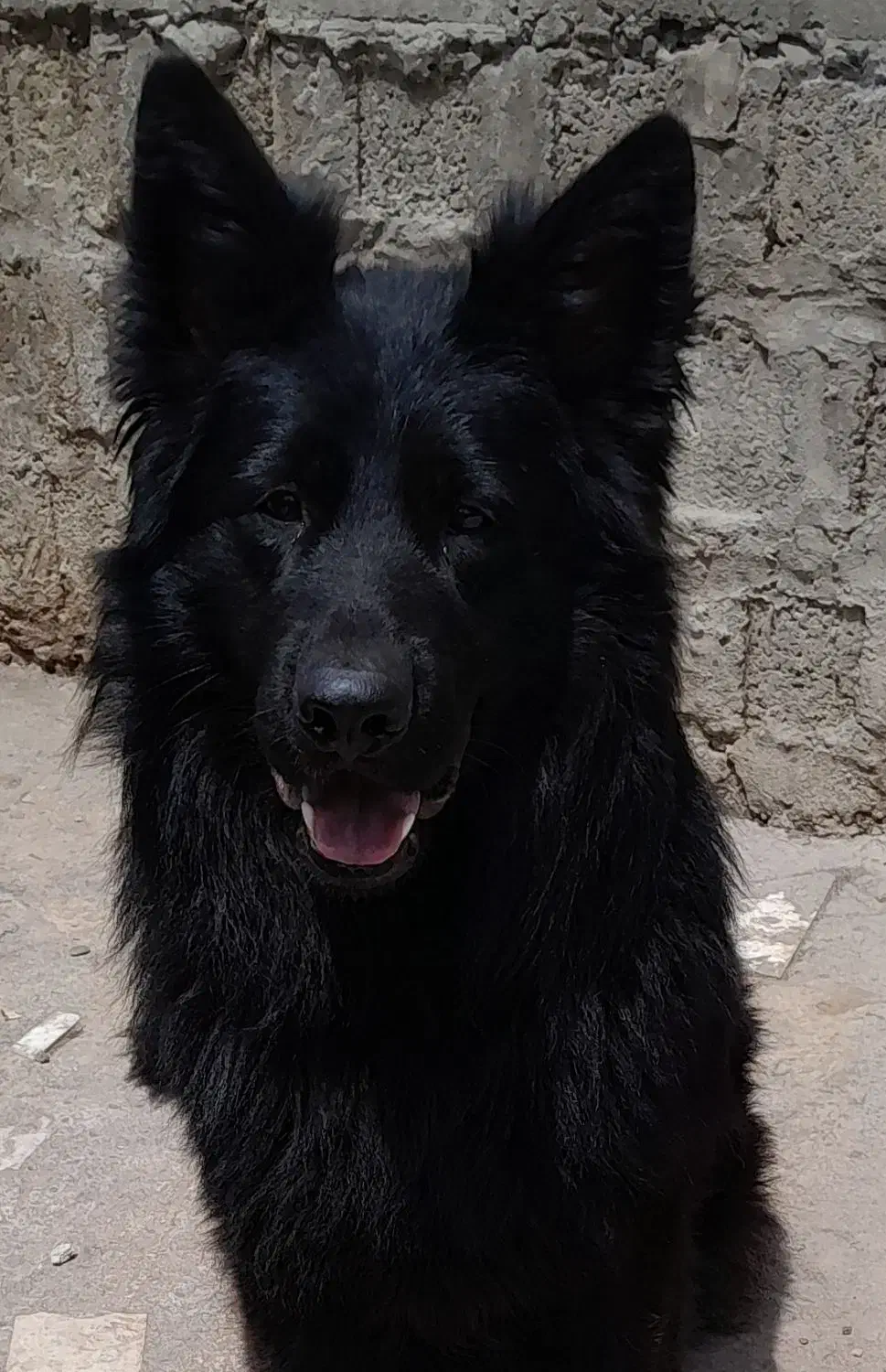 سگ‌ژرمن‌بلک بالغ|سگ|آستانه اشرفیه, |دیوار