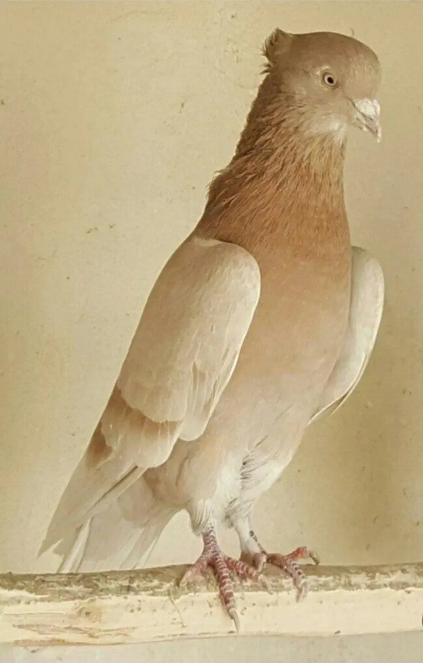 کبوتر|پرنده|اشتهارد, |دیوار