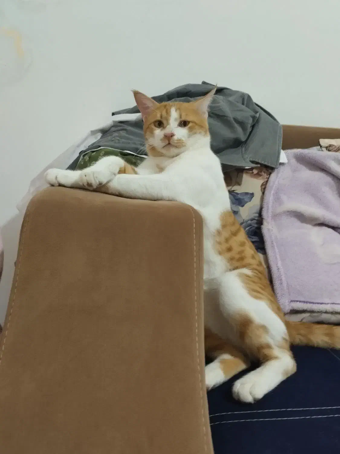 واگذاری گربه|گربه|کرمان, |دیوار