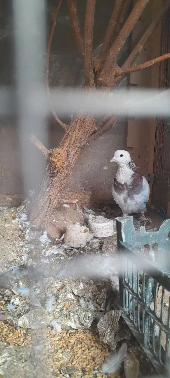 کبوتر|پرنده|شهر ری, دولت‌آباد|دیوار