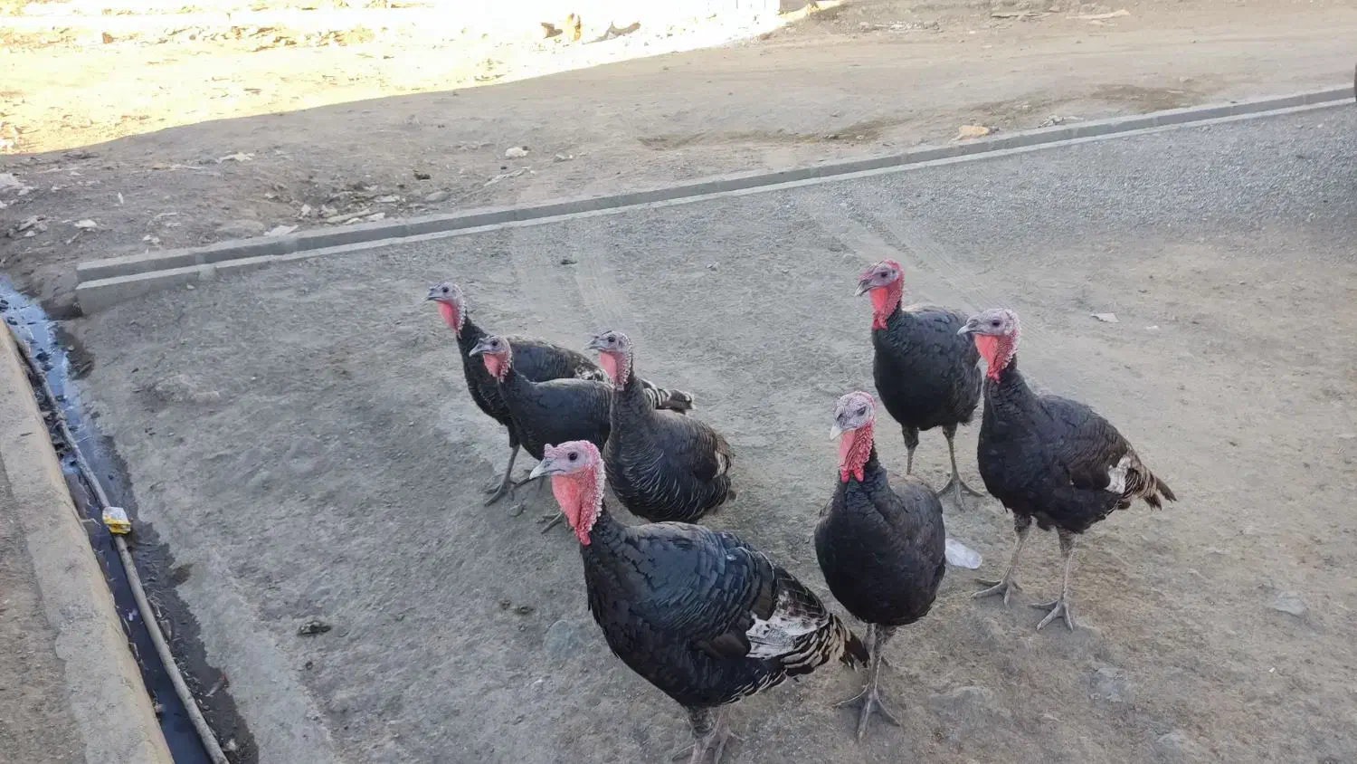 بوقلمون|حیوانات مزرعه|پیرانشهر, |دیوار