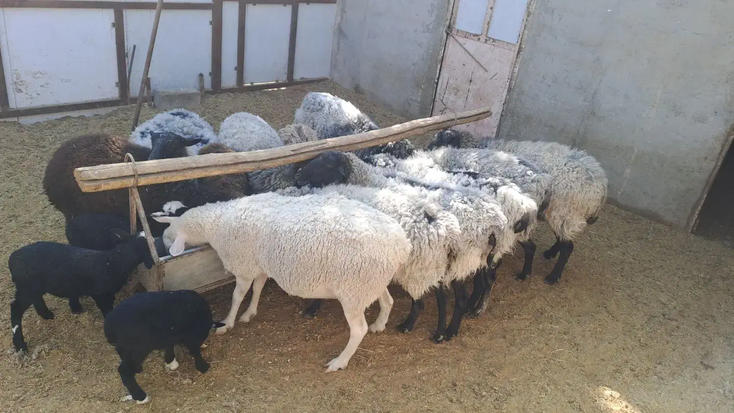 میش های خارجی چند قلو زا|حیوانات مزرعه|تهران, مخصوص|دیوار