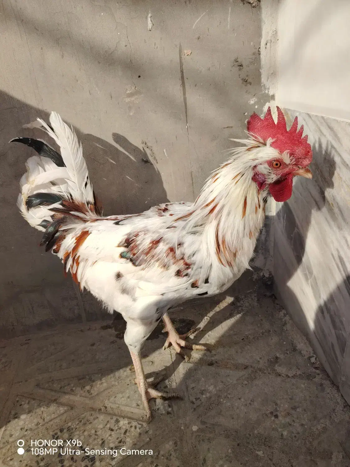 خروس گلین|حیوانات مزرعه|شهرضا, |دیوار