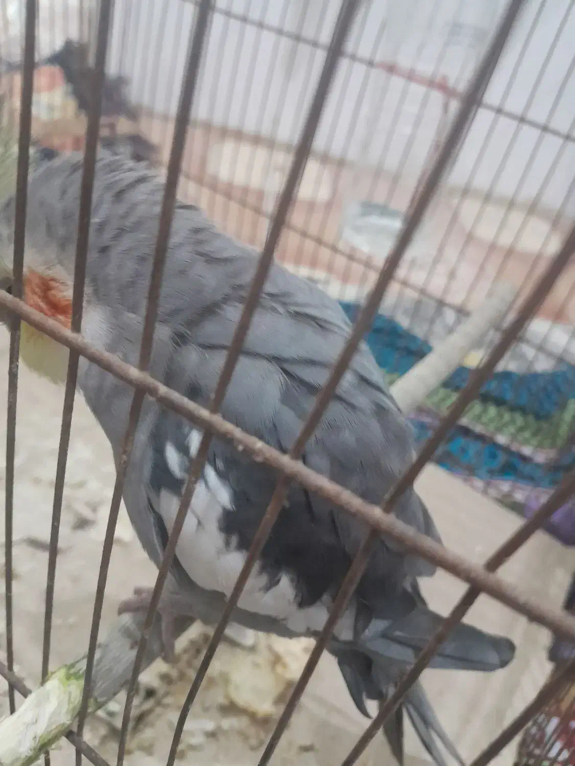 عروس هلندی|پرنده|قم, ولیعصر|دیوار