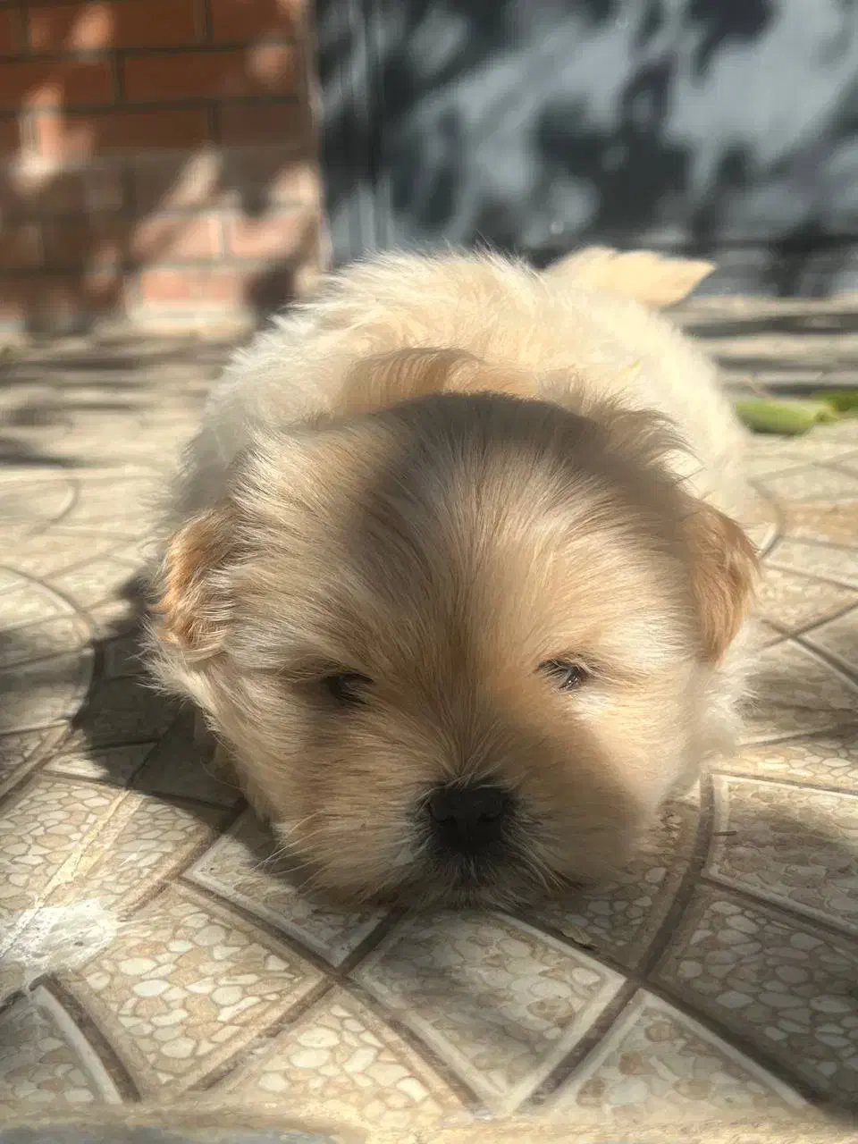 پودل کراس عروسکی|سگ|اصفهان, پینارت|دیوار