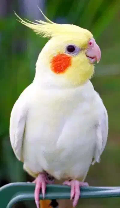 عروس هلندی زیبا|پرنده|سنندج, |دیوار