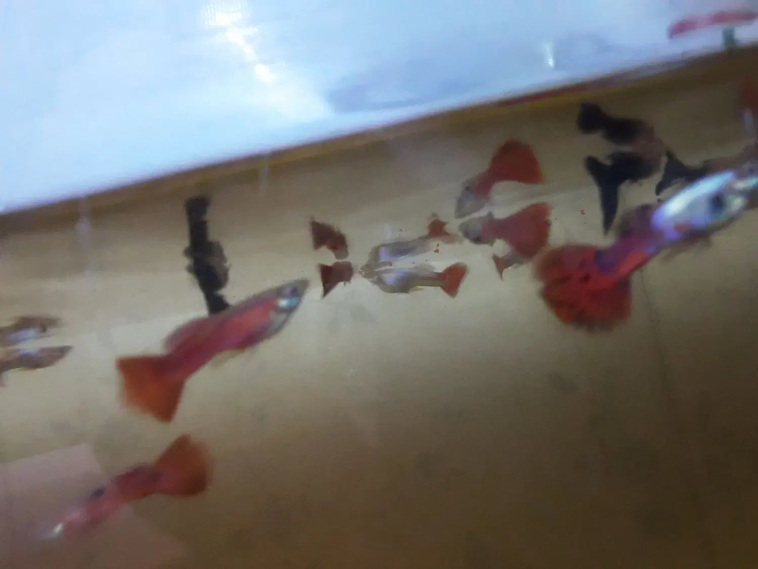 ماهی گپی کوپی مولدو بچه|ماهی|مشهد, امیر المومنین|دیوار