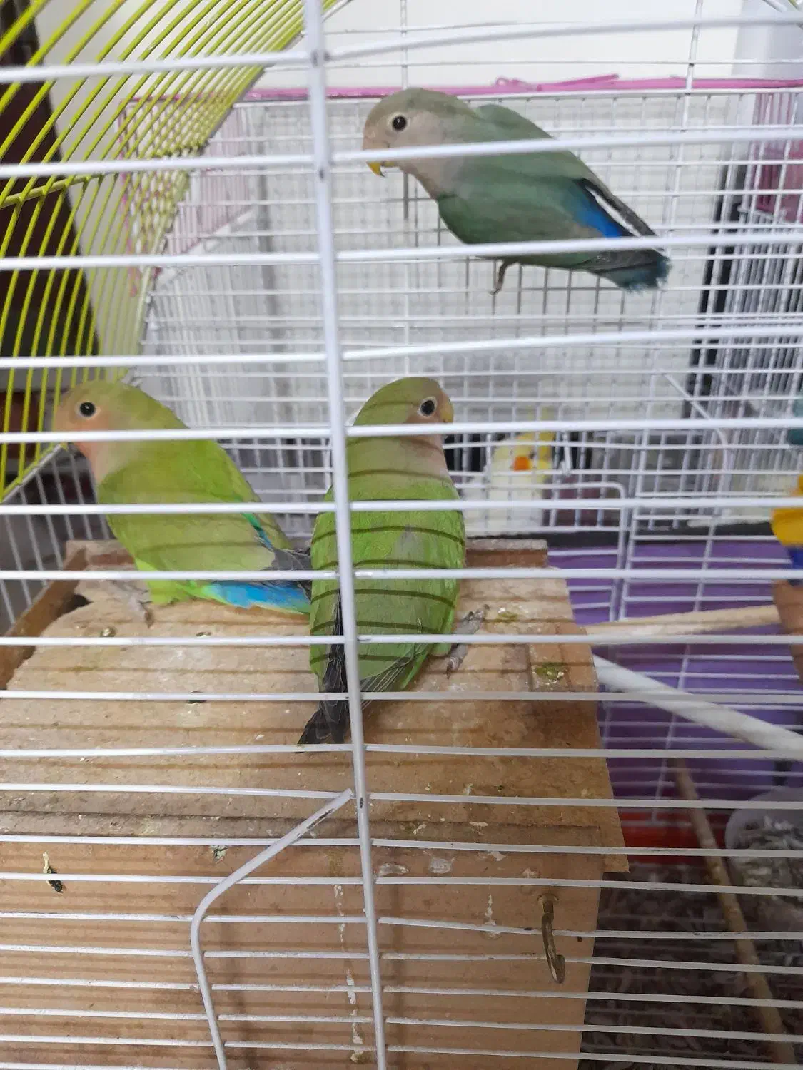 طوطی برزیلی|پرنده|فردیس, شهرک ارم|دیوار