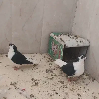 کبوتر ساده|پرنده|نیشابور, پنجراه|دیوار