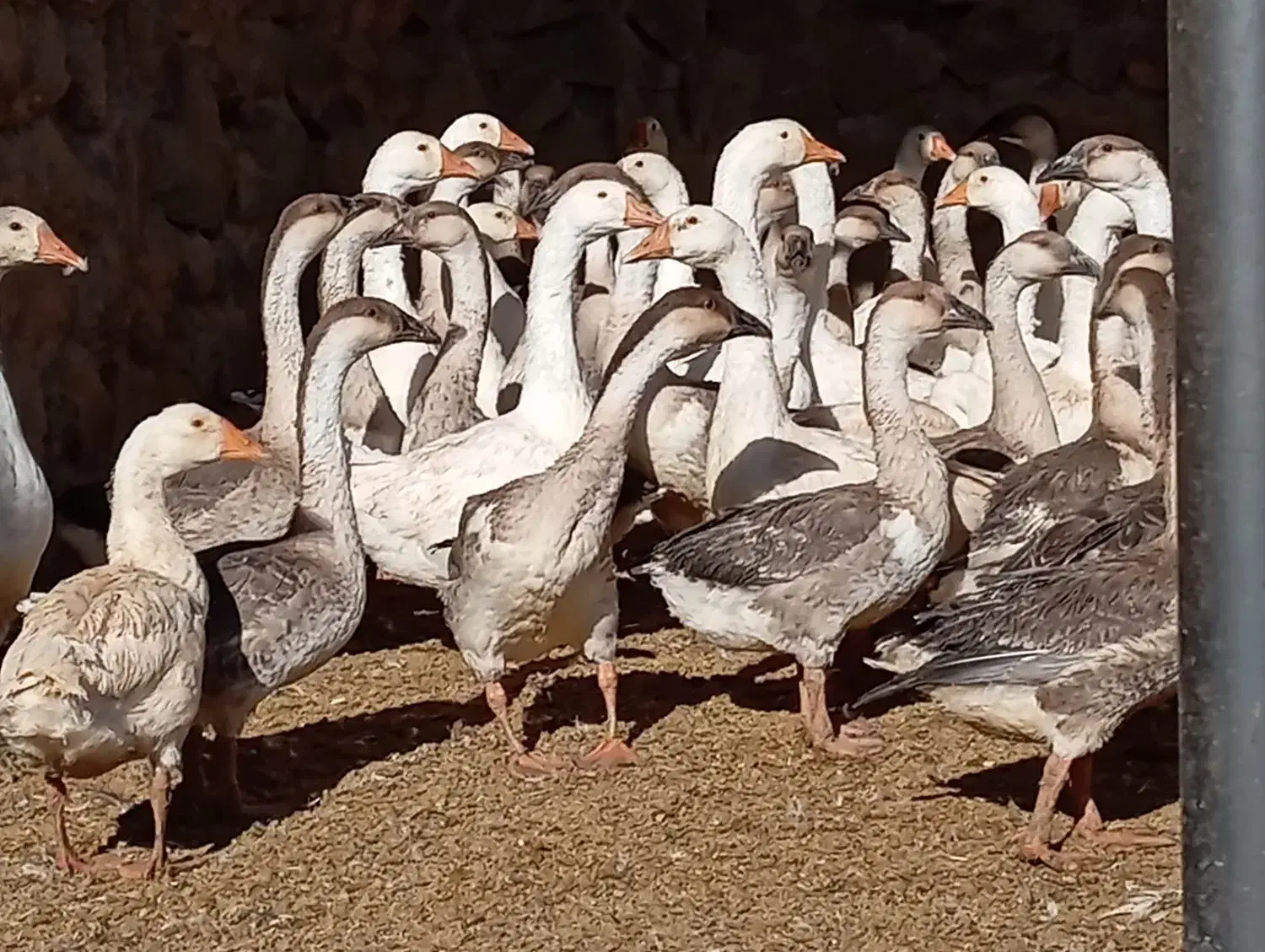 قوغاز|حیوانات مزرعه|شاهرود, |دیوار