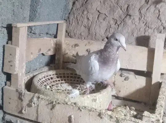 کبوتر|پرنده|جلگه رخ, |دیوار