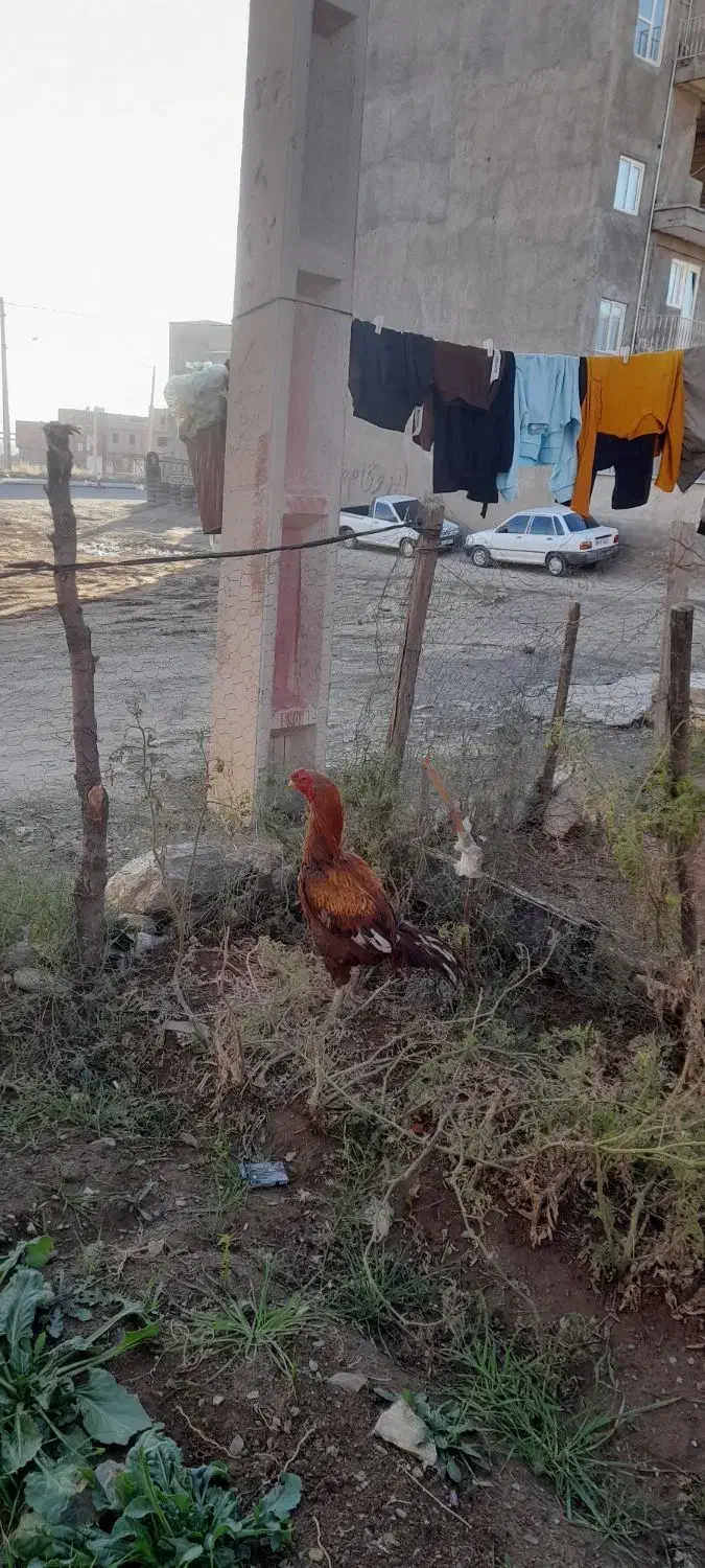 خروس لاری|حیوانات مزرعه|مریوان, |دیوار