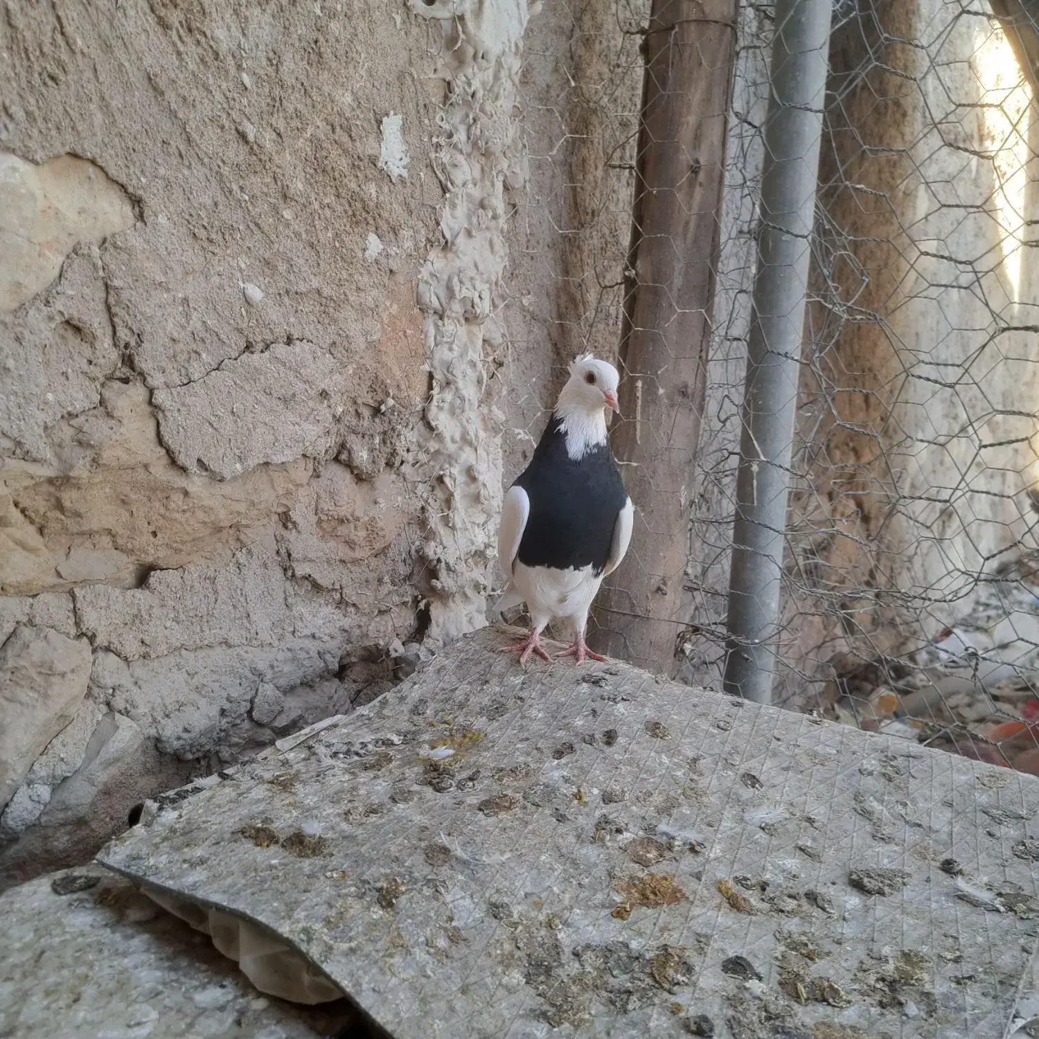 طوق سیاه|پرنده|دهدشت, |دیوار