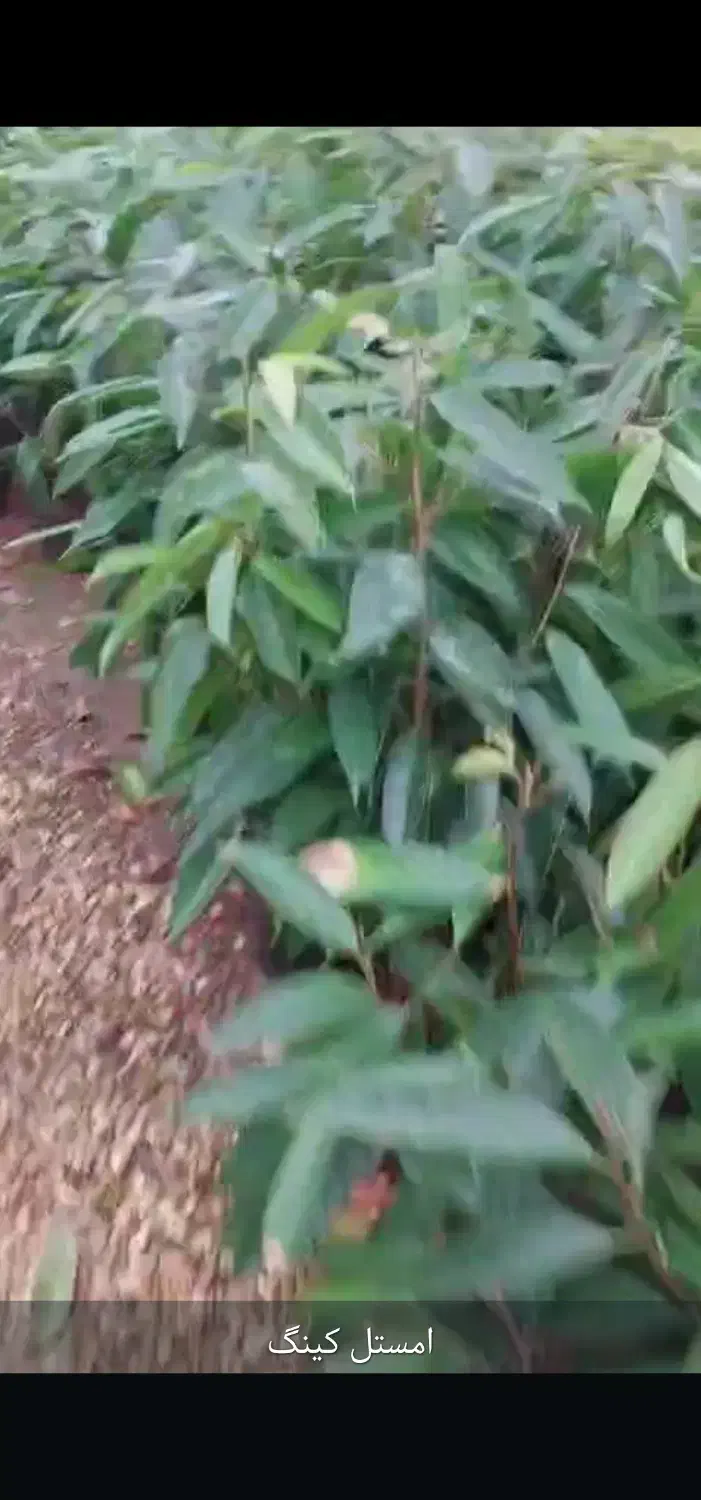 آمستل کینگ|گل و گیاه طبیعی|مشهد, امیریه|دیوار