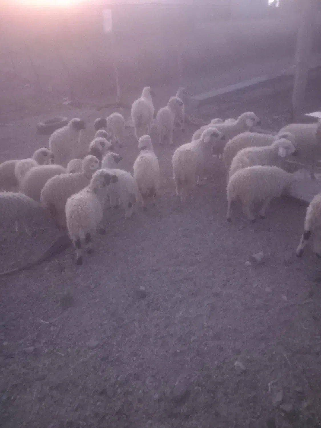 بره نر|حیوانات مزرعه|جیرفت, |دیوار