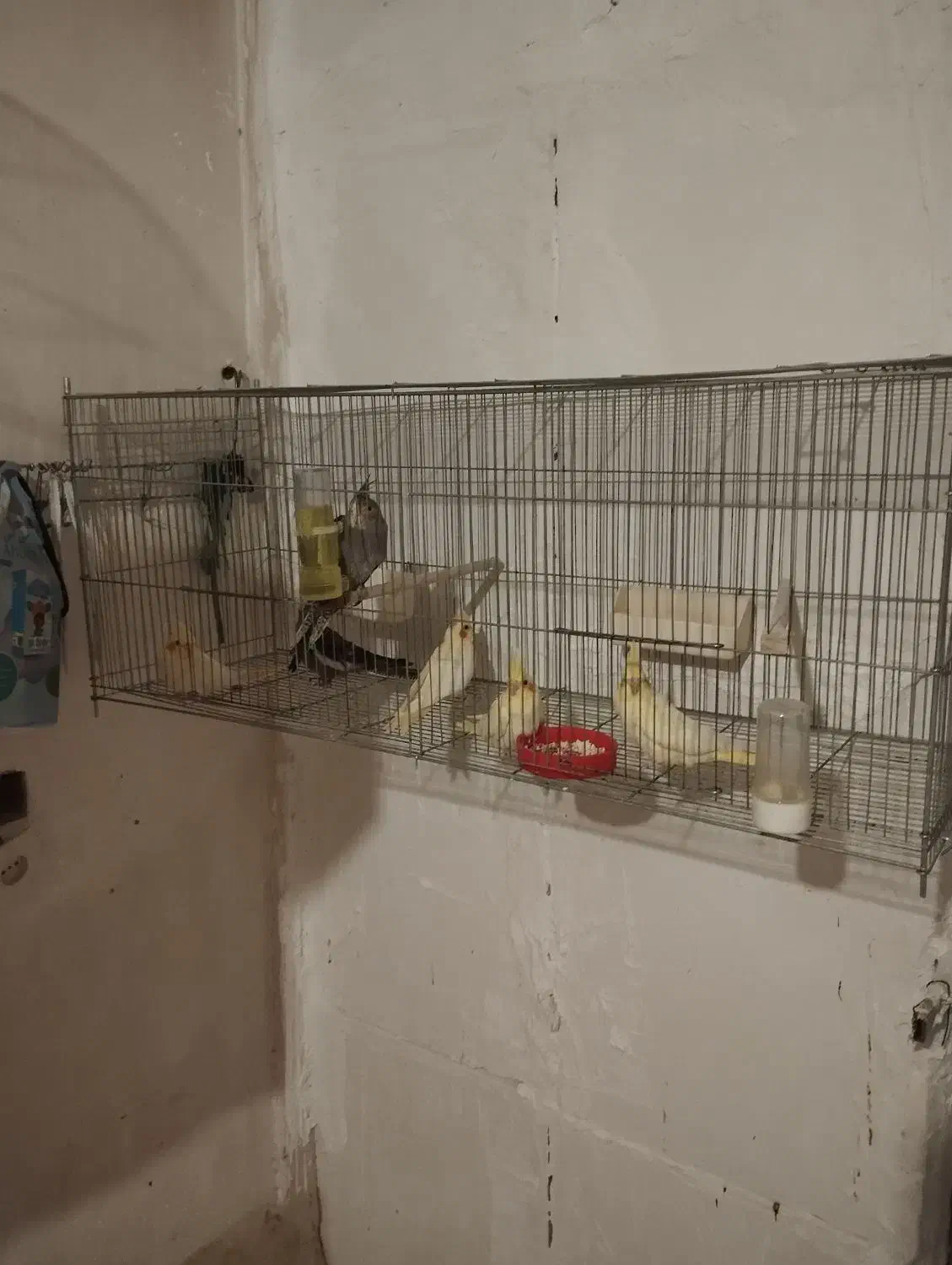 عروس هلندی در همه رنگ|پرنده|ماهدشت, |دیوار