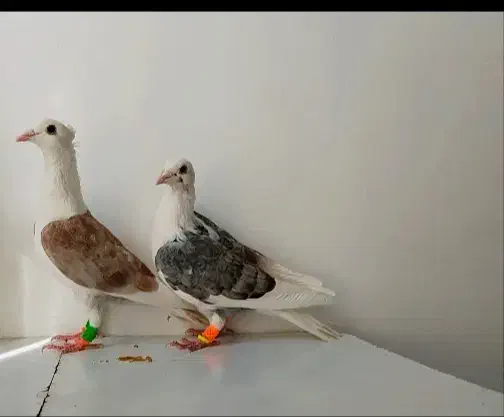 ۵ تا کفتر|پرنده|تربتحیدریه, یحیی آباد|دیوار