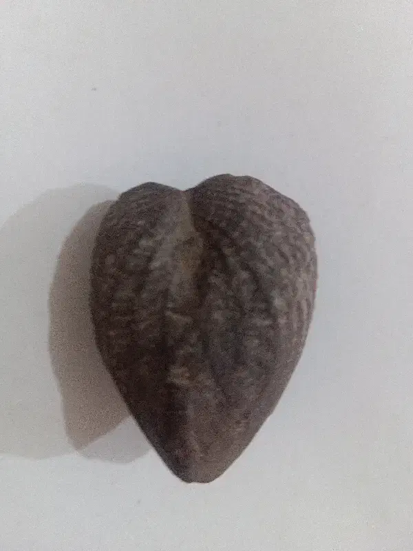 سنگ زیبا|کلکسیون اشیاء عتیقه|میاندوآب, |دیوار