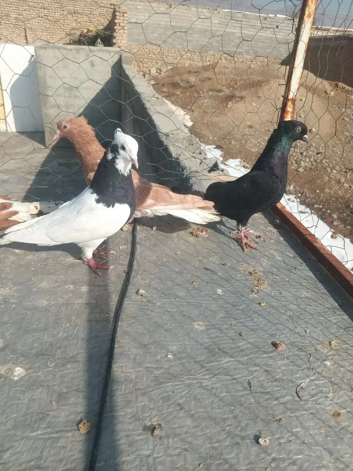 کبوتر|پرنده|بجنورد, |دیوار