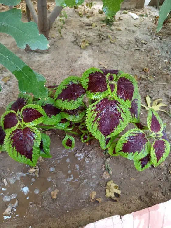 گل حسن یوسف|گل و گیاه طبیعی|بناب, |دیوار