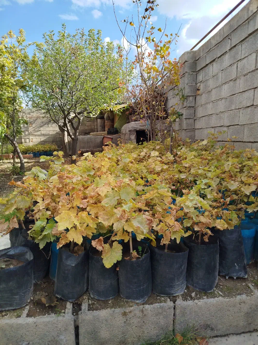 درختچه های انگور|گل و گیاه طبیعی|مشگین شهر, |دیوار