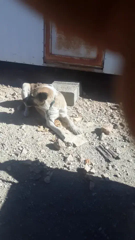 سگ گرد|سگ|زنجان, |دیوار