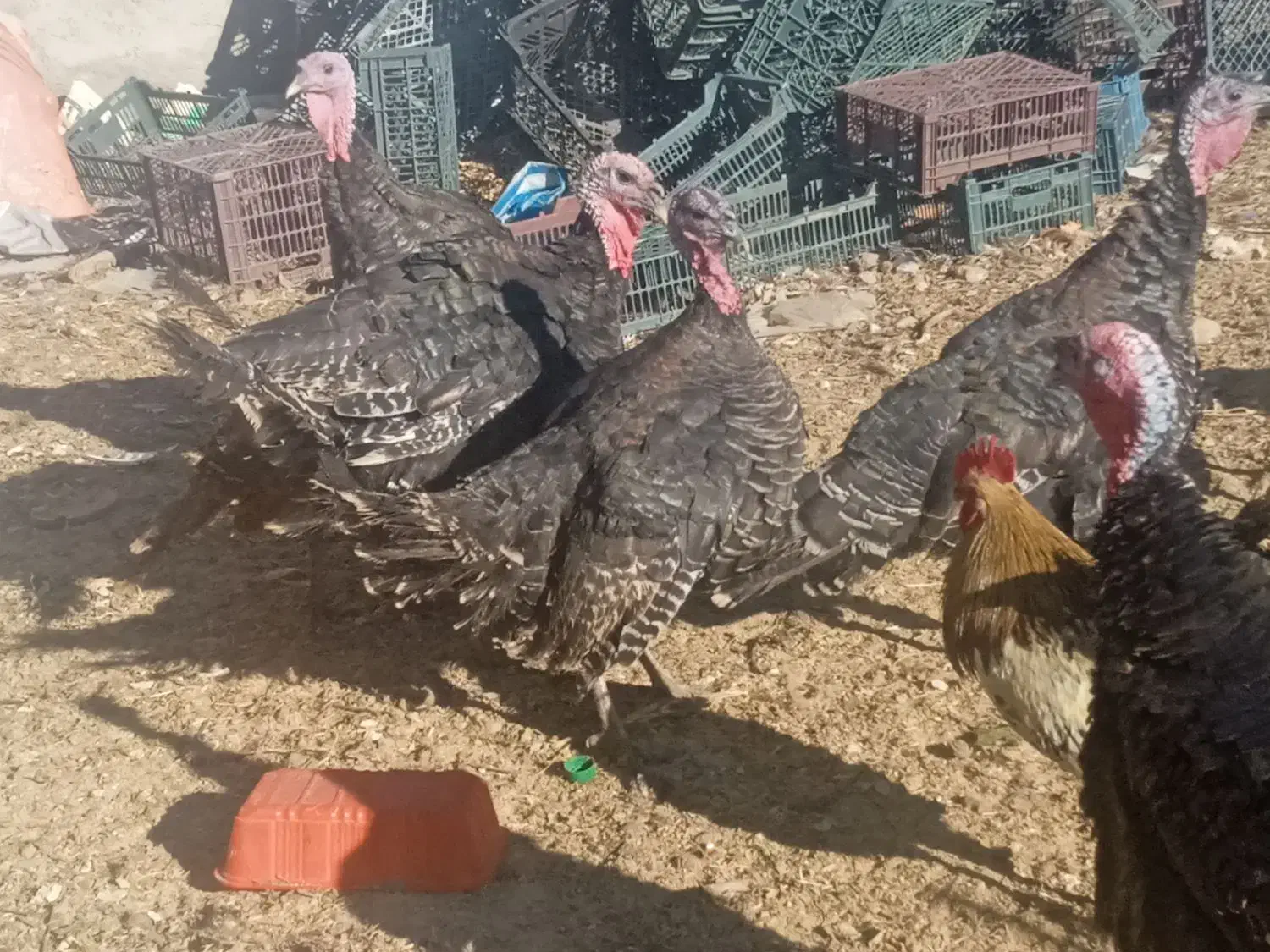 بوقلمون طبیعی|حیوانات مزرعه|مشگین شهر, |دیوار