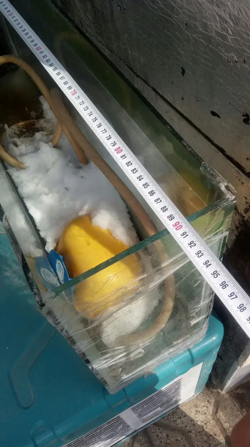 اکواریوم|ماهی|شیروان (خراسان), |دیوار