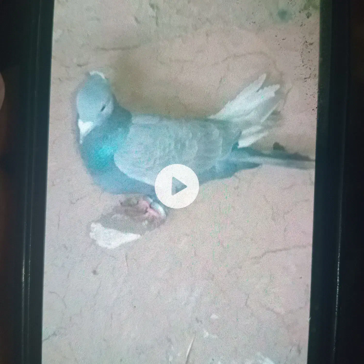 کفتر رنگه|پرنده|تربت جام, کلالی|دیوار