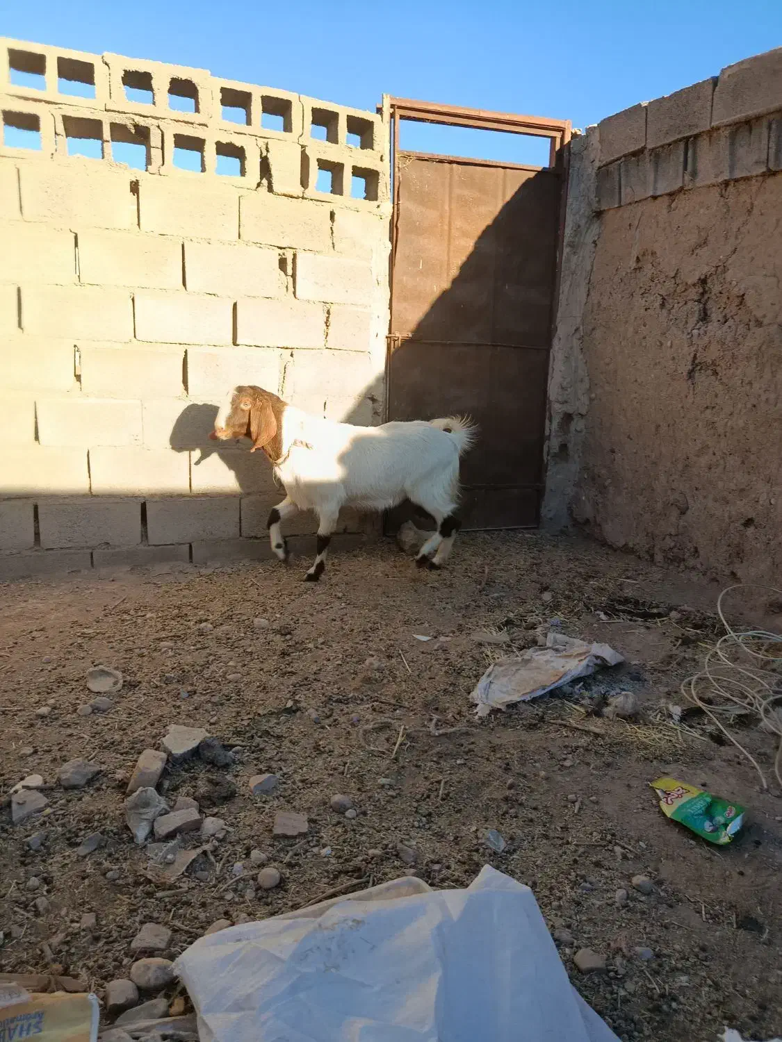 باسلام دوبز ویک نربز|حیوانات مزرعه|نیمبلوک, |دیوار