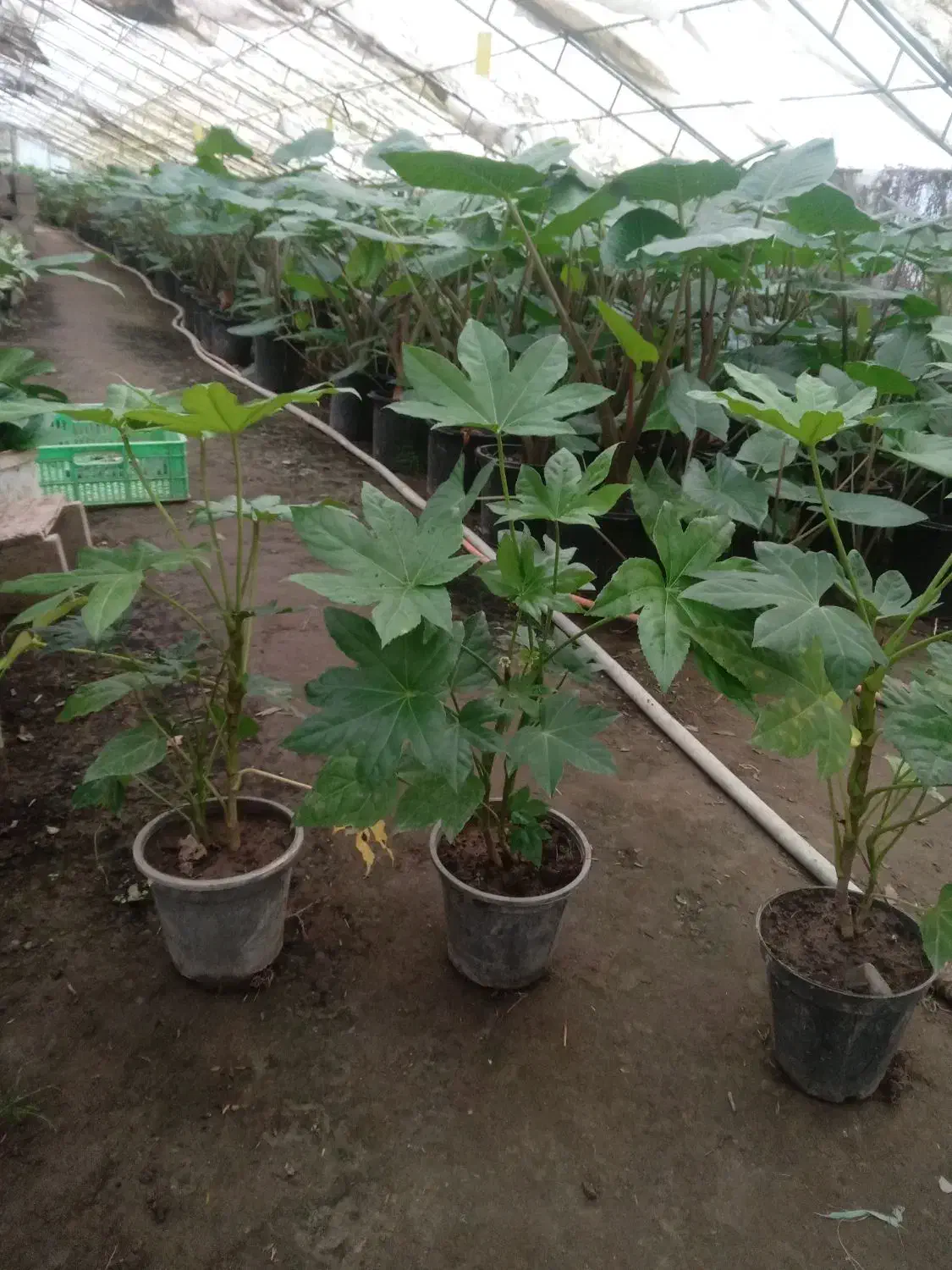 الاریا سطل ۳ تعداد بالا|گل و گیاه طبیعی|عباس‌آباد, |دیوار