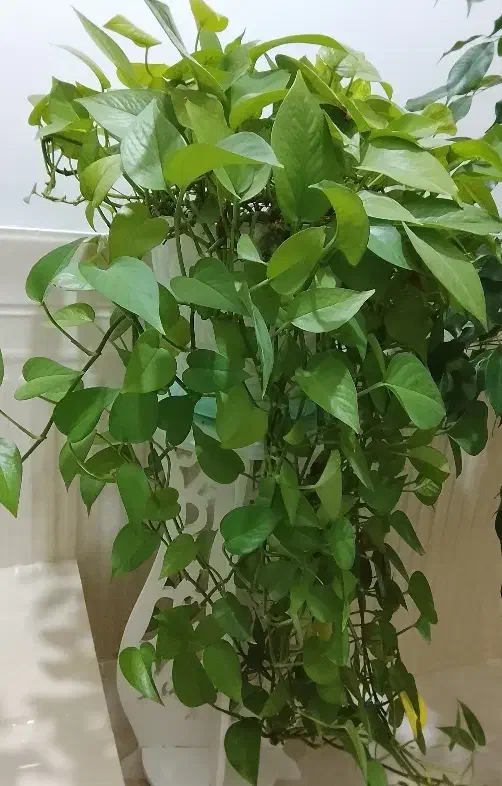 گل طبیعی|گل و گیاه طبیعی|شاهین دژ, |دیوار